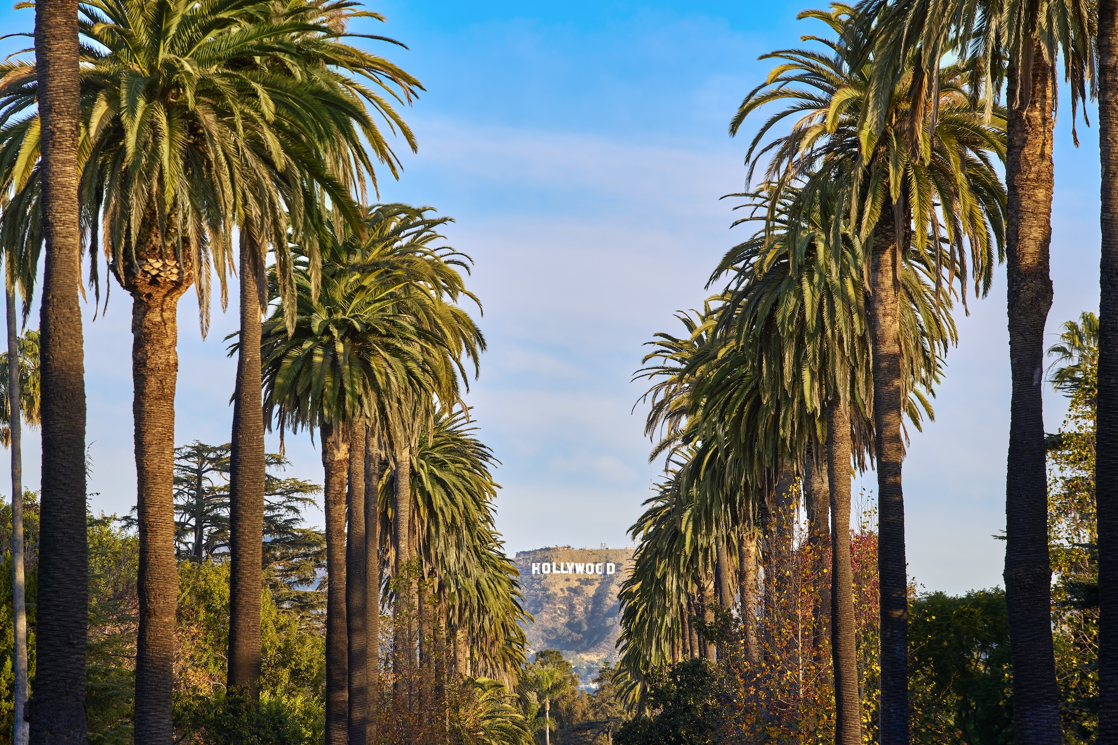 A palm tree lined street leading to the Hollywood sign.